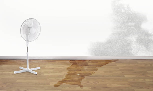 Best Ceiling water damage repair  in Morton, MS