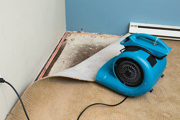 Best Water damage cleanup near me  in Morton, MS
